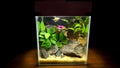Miniature aquarium with fish and natural decor, stones and plants